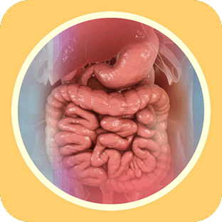 Sistem Gastrointestinal