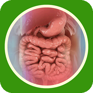 Sistem Gastrointestinal