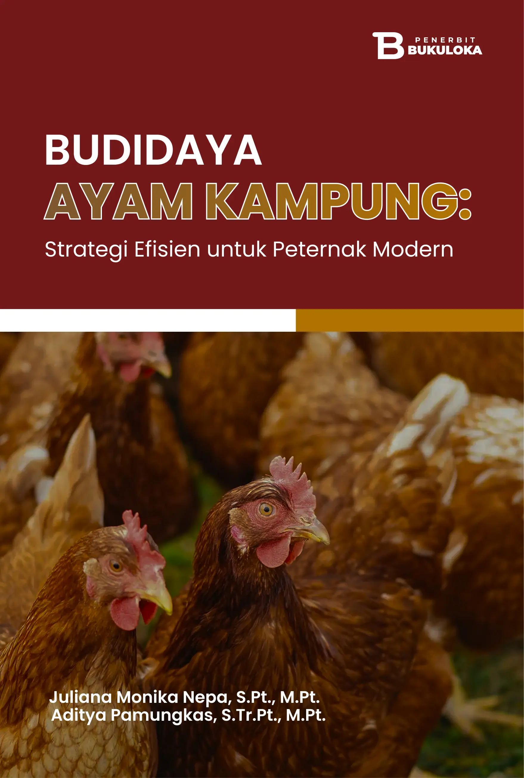 Budidaya Ayam Kampung: Strategi Efisien untuk Peternak Modern 